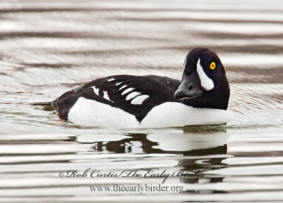 Bucephala islandica - BARROW'S GOLDENEYE 3012031