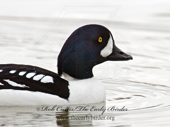 Bucephala islandica - BARROW'S GOLDENEYE 3012038