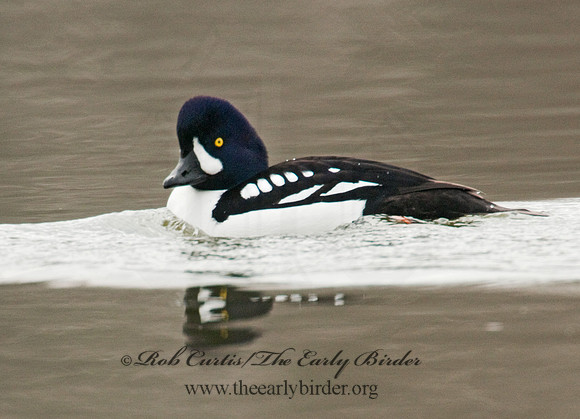 Bucephala islandica - BARROW'S GOLDENEYE 3012044