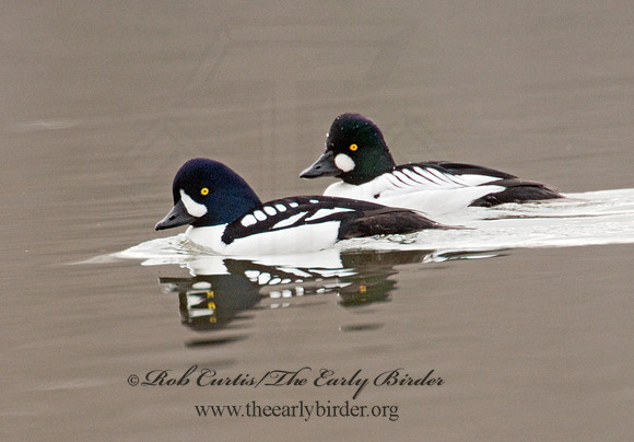 Bucephala islandica - BARROW'S GOLDENEYE 3012048