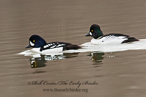 Bucephala islandica - BARROW'S GOLDENEYE 3012053