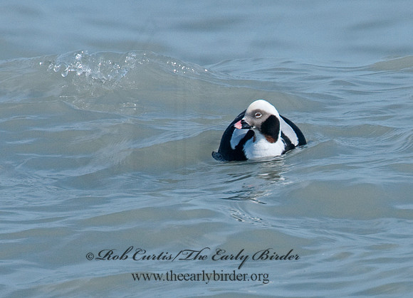Clangula hyemalis  LONG-TAILED DUCK 3006728
