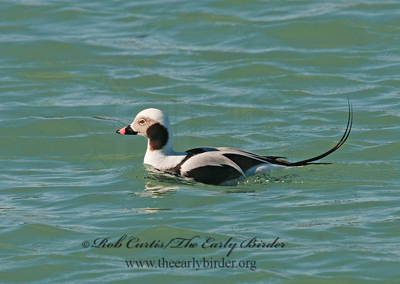 Clangula hyemalis  LONG-TAILED DUCK 3006517