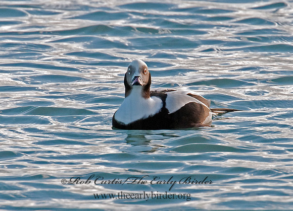 Clangula hyemalis  LONG-TAILED DUCK 3006431