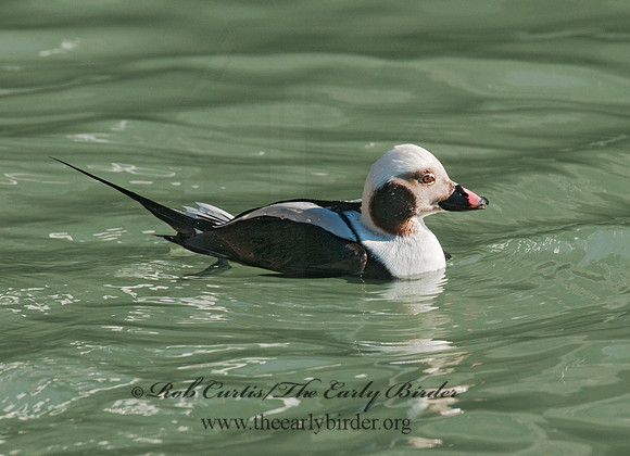 Clangula hyemalis  LONG-TAILED DUCK 3011604