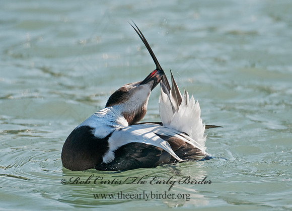 Clangula hyemalis  LONG-TAILED DUCK 3011615