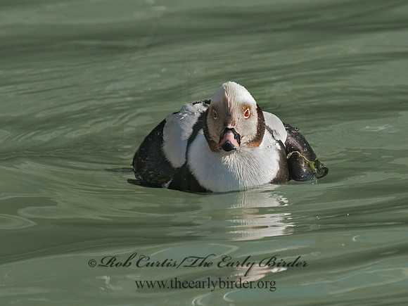 Clangula hyemalis  LONG-TAILED DUCK 3011609