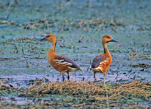 Dendrocygna bicolor  FULVOUS WHISTLING DUCK 53710