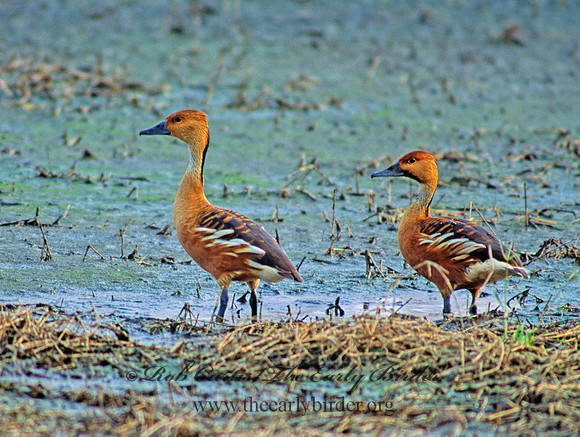 Dendrocygna bicolor  FULVOUS WHISTLING DUCK 53717