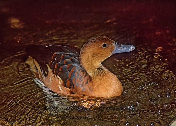Dendrocygna bicolor  FULVOUS WHISTLING DUCK 93412
