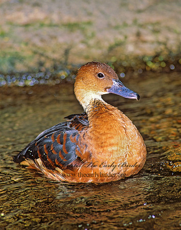 Dendrocygna bicolor  FULVOUS WHISTLING DUCK 93416