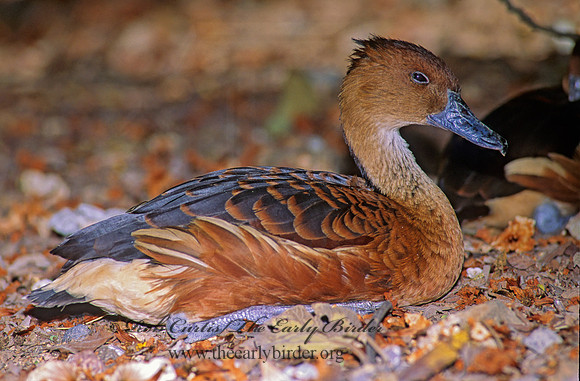Dendrocygna bicolor  FULVOUS WHISTLING DUCK 93227