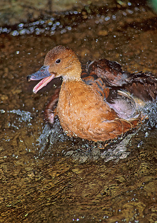 Dendrocygna bicolor  FULVOUS WHISTLING DUCK 93419