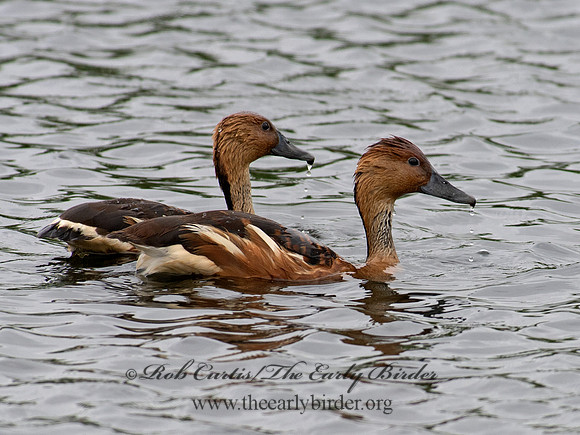 Dendrocygna bicolor  FULVOUS WHISTLING DUCK 6038181