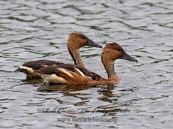 Dendrocygna bicolor  FULVOUS WHISTLING DUCK 6038184