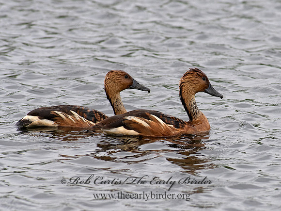 Dendrocygna bicolor  FULVOUS WHISTLING DUCK 6038192