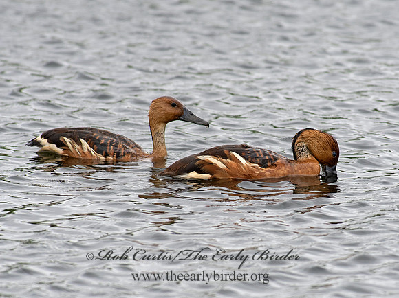 Dendrocygna bicolor  FULVOUS WHISTLING DUCK 6038200