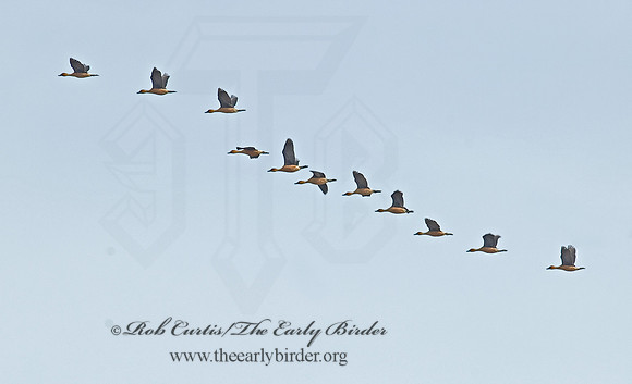 Dendrocygna bicolor  FULVOUS WHISTLING DUCK 7003736