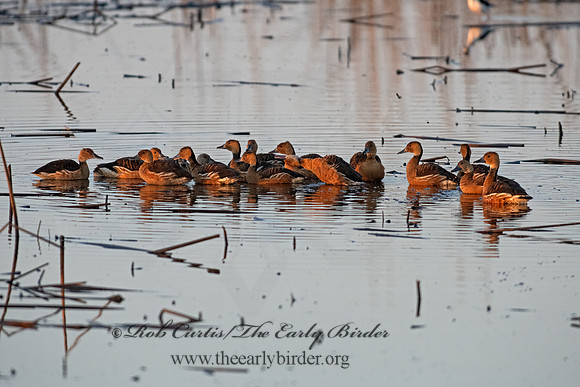 Dendrocygna bicolor  FULVOUS WHISTLING DUCK 3028725