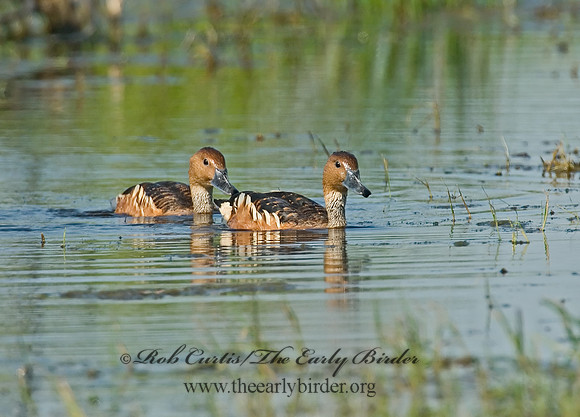 Dendrocygna bicolor  FULVOUS WHISTLING DUCK 7004090 v