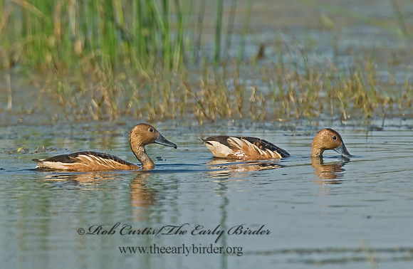 Dendrocygna bicolor  FULVOUS WHISTLING DUCK 7004087