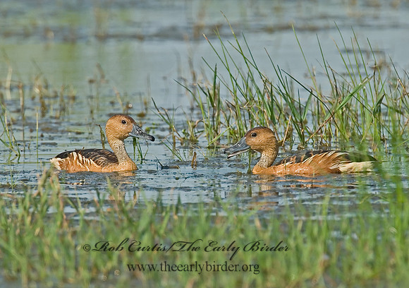Dendrocygna bicolor  FULVOUS WHISTLING DUCK 7004092