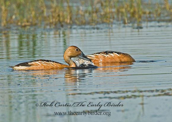 Dendrocygna bicolor  FULVOUS WHISTLING DUCK 7004096