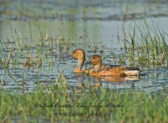 Dendrocygna bicolor  FULVOUS WHISTLING DUCK 7004095