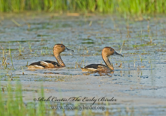 Dendrocygna bicolor  FULVOUS WHISTLING DUCK 7004101