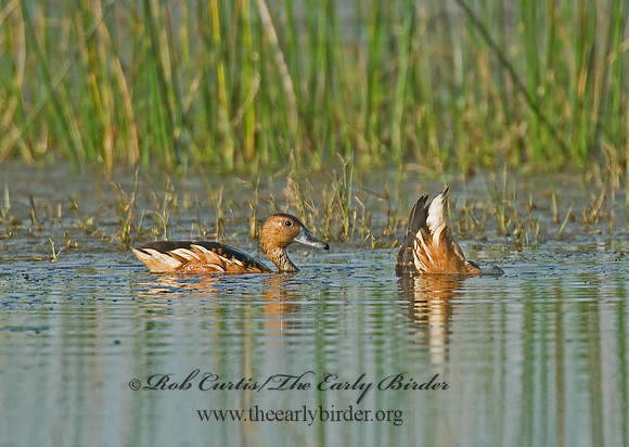 Dendrocygna bicolor  FULVOUS WHISTLING DUCK 7004107