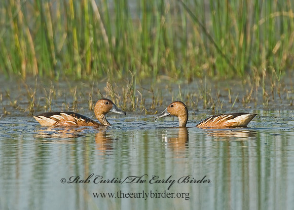 Dendrocygna bicolor  FULVOUS WHISTLING DUCK 7004109