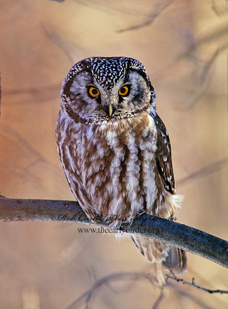 Aegolius funereus  BOREAL OWL 162723