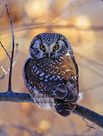 Aegolius funereus  BOREAL OWL 162809