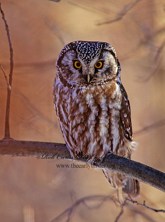 Aegolius funereus  BOREAL OWL 162721