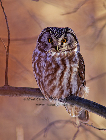 Aegolius funereus  BOREAL OWL 162724