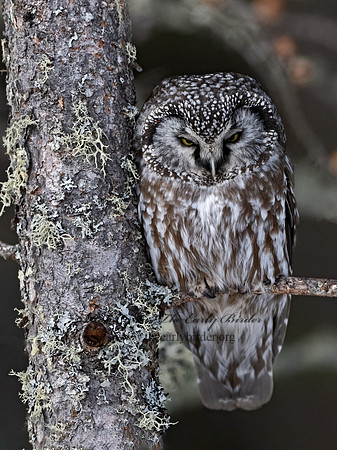 Aegolius funereus  BOREAL OWL 3017627