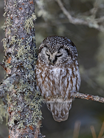 Aegolius funereus  BOREAL OWL 3017680