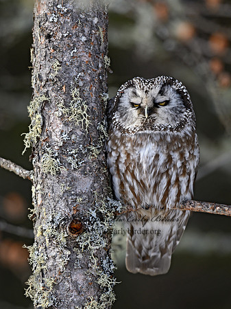 Aegolius funereus  BOREAL OWL 3017649