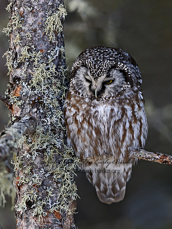 Aegolius funereus  BOREAL OWL 3017681