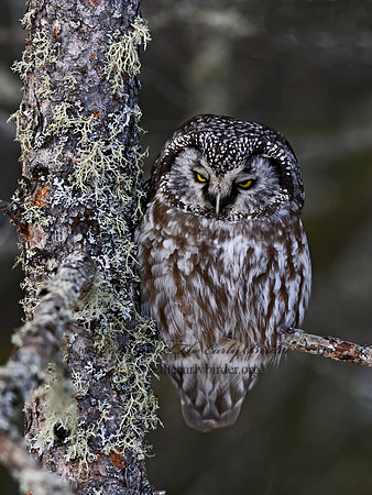 Aegolius funereus  BOREAL OWL 3017688