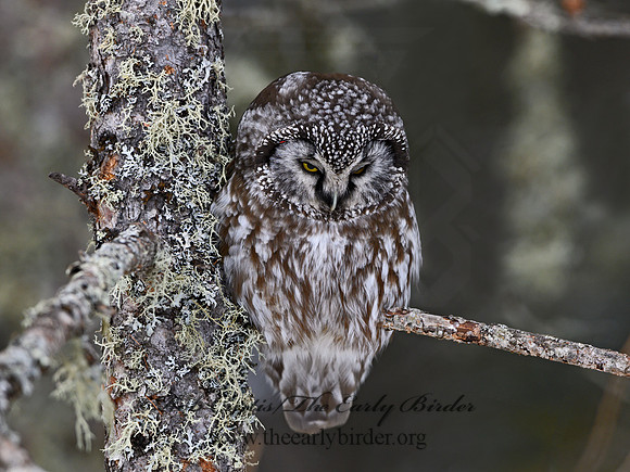 Aegolius funereus  BOREAL OWL 3017712