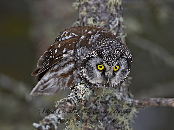 Aegolius funereus  BOREAL OWL 3017716