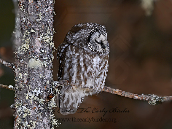 Aegolius funereus  BOREAL OWL 3017726