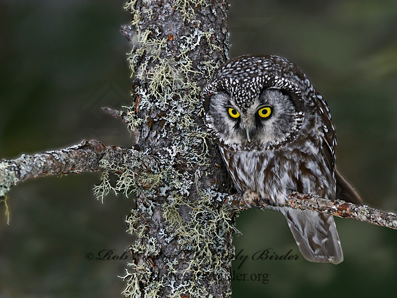 Aegolius funereus  BOREAL OWL 3017754