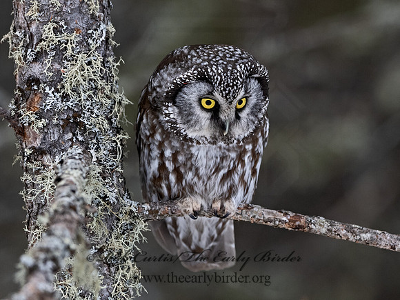 Aegolius funereus  BOREAL OWL 3017731