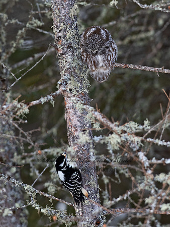 Aegolius funereus  BOREAL OWL 9065658