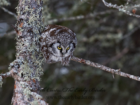Aegolius funereus  BOREAL OWL 9065664