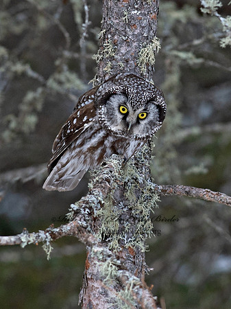Aegolius funereus  BOREAL OWL 9065685