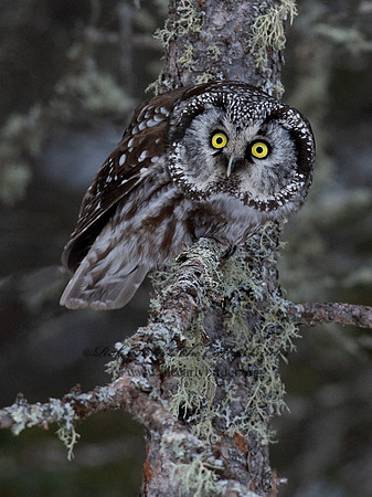 Aegolius funereus  BOREAL OWL 9065686