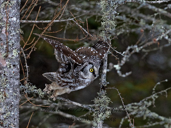 Aegolius funereus  BOREAL OWL 9065683